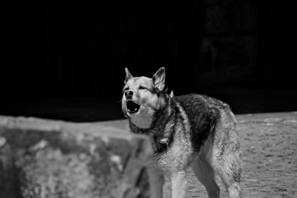 犬
